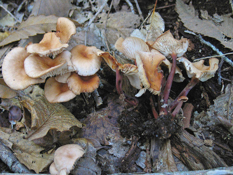 Collybia, Marasmius o Gymnopus?